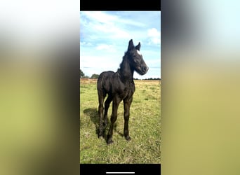 Polish Coldblood Mix, Stallion, Foal (08/2024), 16 hh, Black