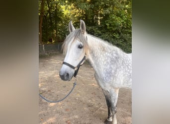 Polish Halfbred, Gelding, 10 years, 15.2 hh, Grey-Dapple