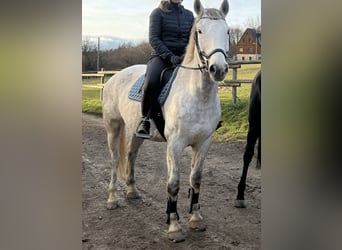 Polish Halfbred Mix, Gelding, 10 years, 15.2 hh, Grey
