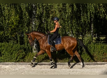 Polish Halfbred, Gelding, 10 years, 16.1 hh, Brown