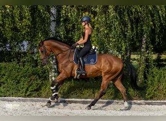 Polish Halfbred, Gelding, 10 years, 16.1 hh, Brown