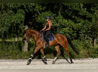 Polish Halfbred, Gelding, 10 years, 16.1 hh, Brown