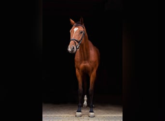 Polish Halfbred, Gelding, 10 years, 16.1 hh, Brown