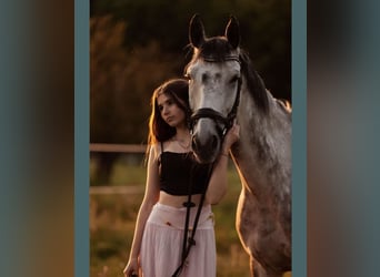 Polish Halfbred Mix, Gelding, 10 years, 16 hh, Gray