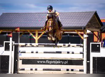 Polish Halfbred, Gelding, 10 years, 16,1 hh, Brown