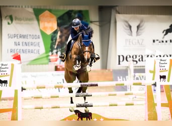 Polish Halfbred, Gelding, 10 years, 16,1 hh, Brown