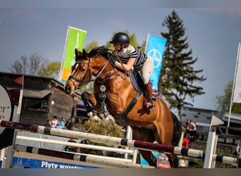 Polish Halfbred, Gelding, 10 years, 16,1 hh, Brown