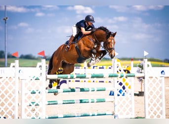Polish Halfbred, Gelding, 10 years, 16,1 hh, Brown