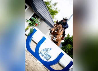 Polish Halfbred, Gelding, 10 years, 16,1 hh, Brown