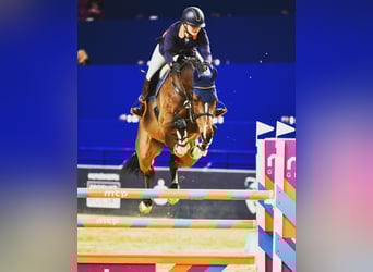 Polish Halfbred, Gelding, 10 years, 16,1 hh, Brown
