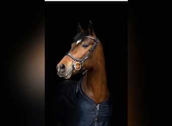 Polish Halfbred, Gelding, 11 years, 16 hh, Brown