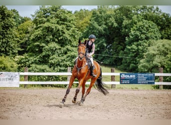 Polish Halfbred, Gelding, 11 years, 17,2 hh, Brown