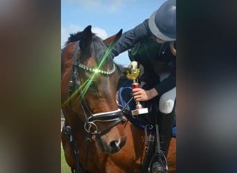 Polish Halfbred, Gelding, 12 years, 16 hh, Bay