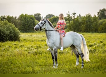 Polish Halfbred, Gelding, 12 years, 16 hh, Gray