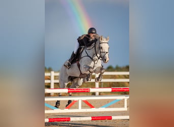 Polish Halfbred, Gelding, 12 years, 16 hh, Gray