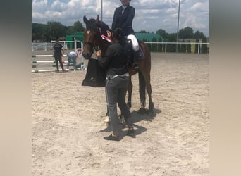 Polish Halfbred Mix, Gelding, 13 years, 16,1 hh, Bay