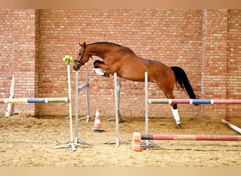 Polish Halfbred, Gelding, 13 years, 16 hh, Brown