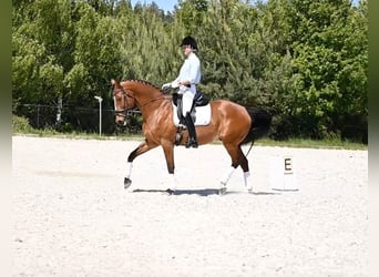 Polish Halfbred, Gelding, 14 years, 16 hh, Brown