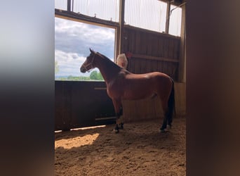 Polish Halfbred, Gelding, 15 years, 16.2 hh, Brown