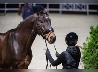 Polish Halfbred, Gelding, 15 years, 16 hh, Brown