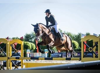 Polish Halfbred, Gelding, 16 years, 17 hh, Brown