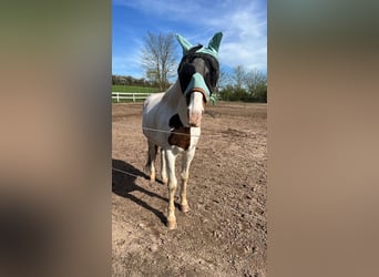 Polish Halfbred, Gelding, 19 years, 16 hh, Overo-all-colors