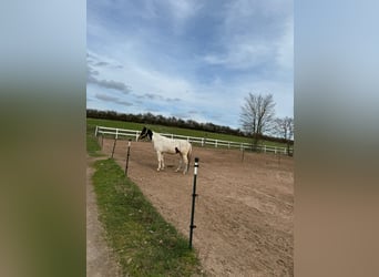 Polish Halfbred, Gelding, 19 years, 16 hh, Overo-all-colors