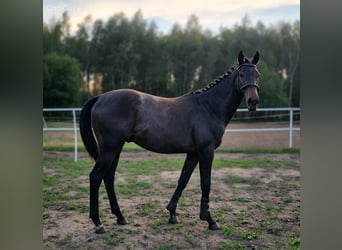 Polish Halfbred, Gelding, 1 year, 15.2 hh, Grey