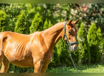 Polish Halfbred, Gelding, 1 year, 16.2 hh, Chestnut-Red