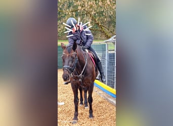 Polish Halfbred, Gelding, 21 years, 15,2 hh, Bay-Dark