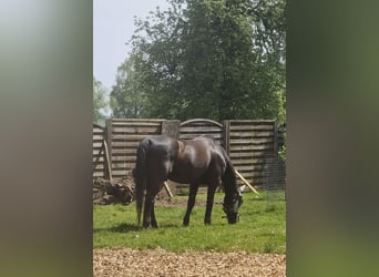 Polish Halfbred, Gelding, 21 years, 15,2 hh, Bay-Dark