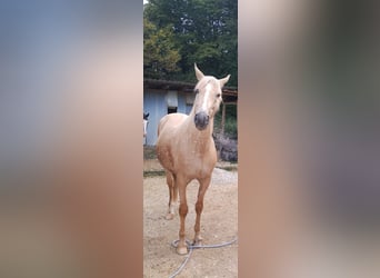 Polish Halfbred, Gelding, 22 years, 16.2 hh, Palomino