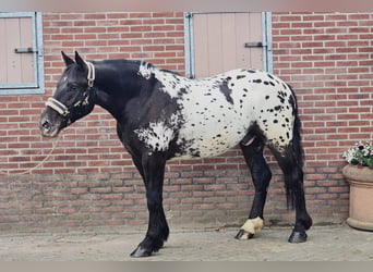 Polish Halfbred, Gelding, 2 years, 15.2 hh, Leopard-Piebald