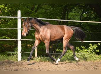 Polish Halfbred, Gelding, 2 years, 15 hh, Brown