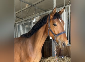 Polish Halfbred, Gelding, 2 years, 15,2 hh, Brown