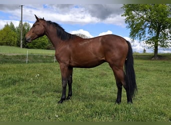 Polish Halfbred, Gelding, 2 years, 16,3 hh, Bay