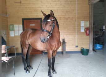 Polish Halfbred, Gelding, 3 years, 14,1 hh, Bay