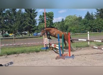 Polish Halfbred, Gelding, 3 years, 14,1 hh, Bay