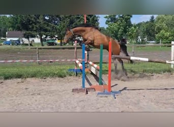 Polish Halfbred, Gelding, 3 years, 14,1 hh, Bay