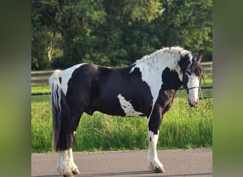 Polish Halfbred, Gelding, 3 years, 14.2 hh, Pinto