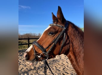 Polish Halfbred, Gelding, 3 years, 15,2 hh, Brown