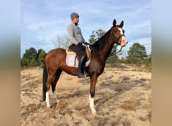 Polish Halfbred, Gelding, 3 years, 15,2 hh, Brown