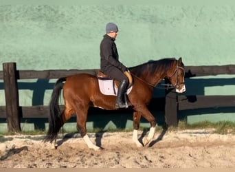 Polish Halfbred, Gelding, 3 years, 15,2 hh, Brown