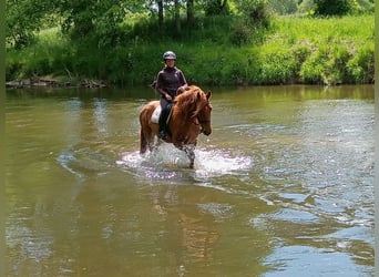 Polish Halfbred, Gelding, 3 years, 15,3 hh, Chestnut-Red