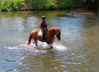 Polish Halfbred, Gelding, 3 years, 15,3 hh, Chestnut-Red