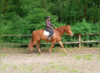 Polish Halfbred, Gelding, 3 years, 15,3 hh, Chestnut-Red