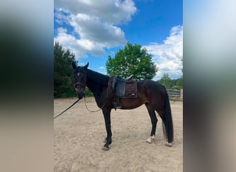 Polish Halfbred, Gelding, 3 years, 16.2 hh, Smoky-Black