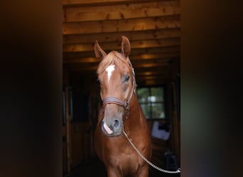 Polish Halfbred, Gelding, 3 years, 16 hh, Chestnut-Red