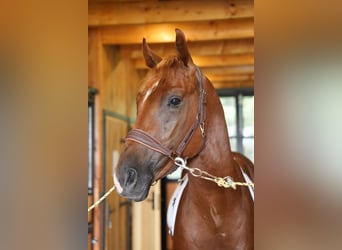 Polish Halfbred, Gelding, 3 years, 16 hh, Chestnut-Red