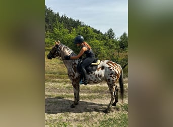 Polish Halfbred, Gelding, 3 years, 16 hh, Leopard-Piebald